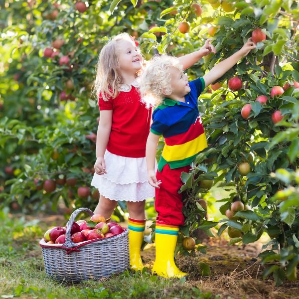 apple-picking-loundonderry-nh Fun things to do in Londonderry NH